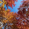 바탕화면으로 할수 있는 가을 사진